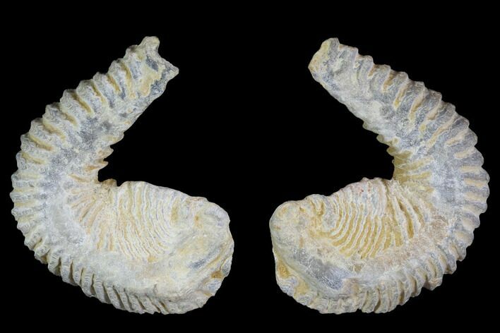 Cretaceous Fossil Oyster (Rastellum) - Madagascar #100938